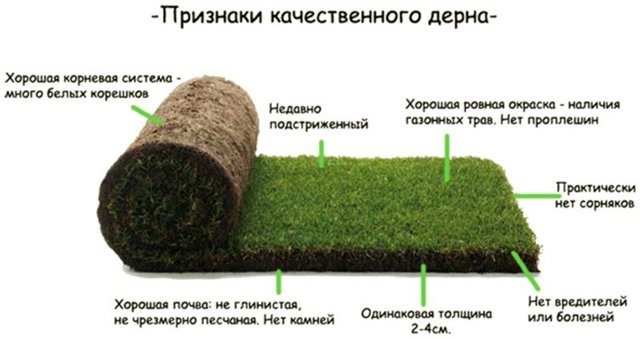 высокая устойчивость к вытаптыванию