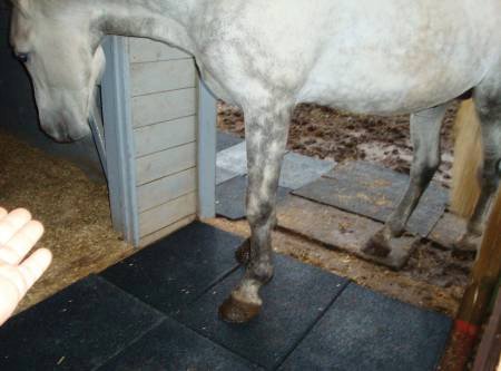 Резиновый пол для коровников, денников, конюшен